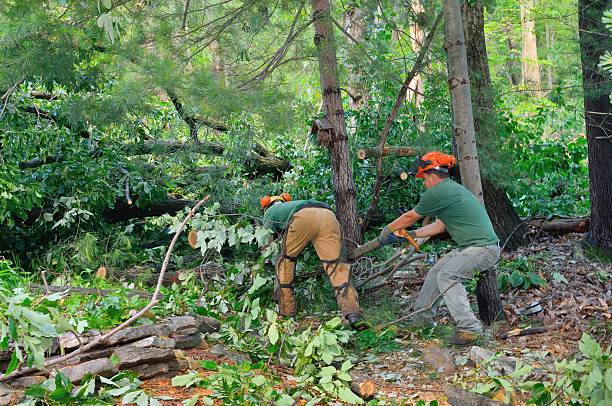 Best Tree Trimming Near Me  in Appleton City, MO